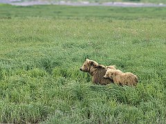 Momma and Her Cubs, Brown Bears, Alaska